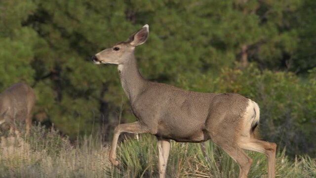 An alert female mule deer doe with big eyes and ears marches right to left while camera pans then looks directly at camera in Bandelier National Monument in New Mexico.  4K video.