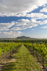 Fototapeta premium Spring vineyards under Palava near Sonberk, South Moravia, Czech Republic