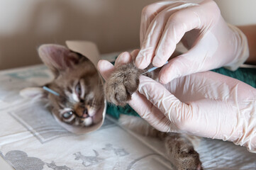 cat with acupuncture - obrazy, fototapety, plakaty