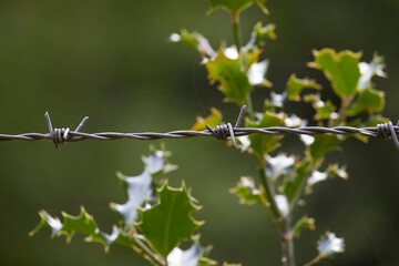 Alambre de espinas sobre fondo de acebo verde