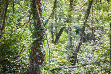 Fototapeta premium Bosque en Asturias