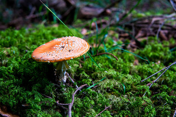 Fliegenpilz Natur Herbst Moos