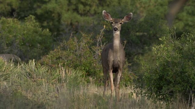 An alert female mule deer doe with big eyes and ears looks directly at camera in Bandelier National Monument in New Mexico. Zoom in 4K video.
