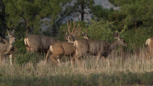 Female mule deer does follow big male bucks in Bandelier National Monument in New Mexico. Hight quality 4K video.
