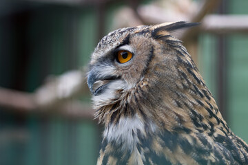 Closeup of owl