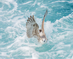 Obraz premium Seagull in Flight taking off from the water leve;