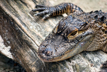 Young Alligator Close - Up