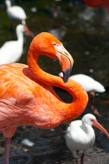 Close Up of a Flamingo in Florida