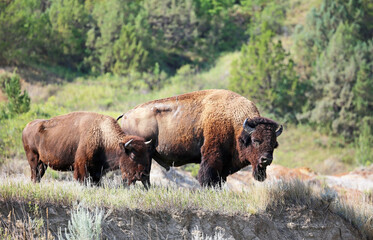 Two bison on the cliff - North Dakota