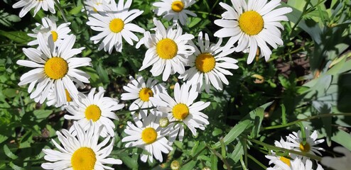 Sun lighted white daisies and green leaves of daisies