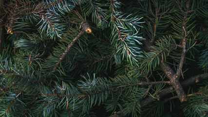 Plucked green branches of a young spruce, background texture.