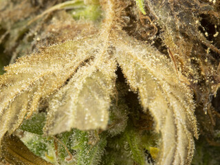 Macro photo of moldy CBD cannabis