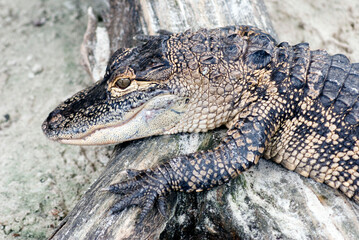 Young Alligator Close - Up