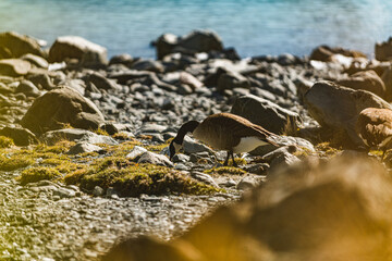 canada goose in new zealand