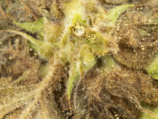 Macro photo of moldy CBD cannabis