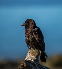 Baby Crow