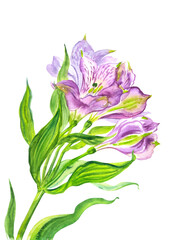 Delicate purple alstroemeria flowers, watercolor illustration on white background, floral print for poster, painting, greeting card, homeware lecor, etc.