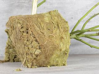 Cross section of root ball and stem of CBD hemp