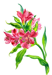 Red Alstroemeria flowers (Lily of the Incas), watercolor illustration on white background, floral print for poster, painting, greeting card, home furnishings lecor, etc.