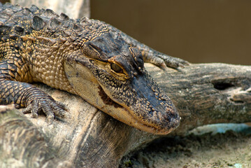 Young Alligator Close - Up