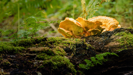 mushroom in the forest