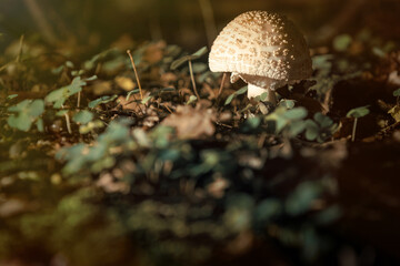 mushrooms in the forest