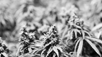 CBD cannabis flowers with before harvest