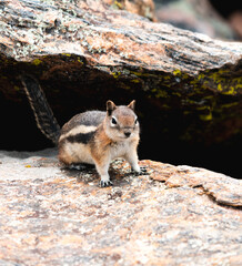 A cute Chipmunk runs about the Rocky Mountains outside of Denver Colorado