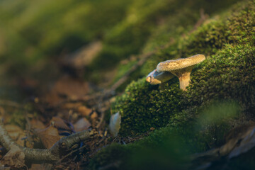mushroom in moss