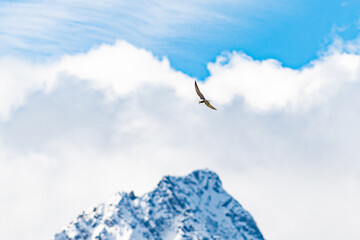 bird flying around mountains