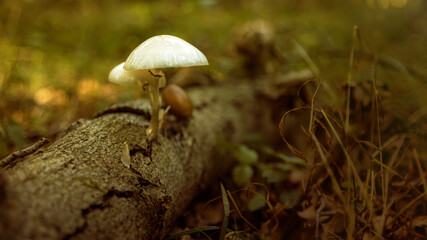 mushrooms in the forest