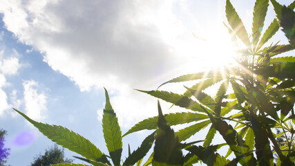 Photo of marijuana and the shining sun among the leaves with rays