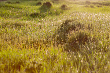 lawn with green grass with blurry background, used as a background or texture, soft focus