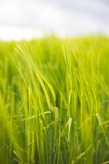 Obraz premium green barley fields in spring