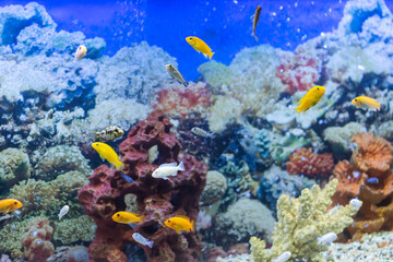 Fototapeta na wymiar yellow, white and spotted little fish in an aquarium with a blue background