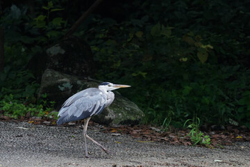 great heron