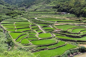 平戸島の景観 春日の棚田 © japal