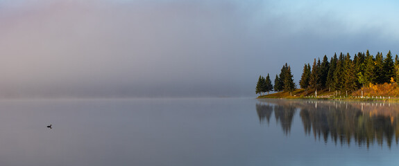 Duck on calm lake in morning with fog and trees in background