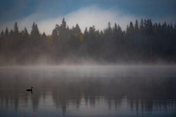 Fototapeta premium Duck swimming on calm lake with mist in background