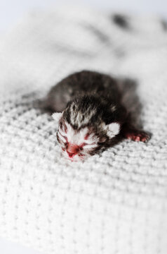 Newborn colorful kitten