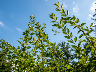 honeysuckle leaves and branches against blue sky