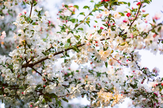Beautiful white and pink blossoms of a budding crab apple tree.