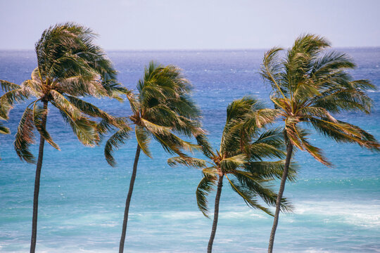 Palm trees and sea