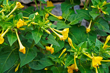 Marvel of Peru, Four o'clock flowers (Mirabilis jalapa)