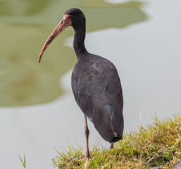 Tapicuru 