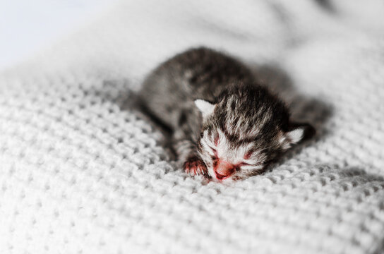 Newborn colorful kitten