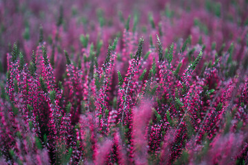 Obraz premium Plantas y flores de colores en invernadero