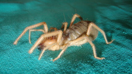 spider Close Up camel spider isolated on green background. also known as windscorpion, Solifugae or sun spider. wind scorpion, insect, insects, bug. closeup nature. wild. wildlife. animals . animal