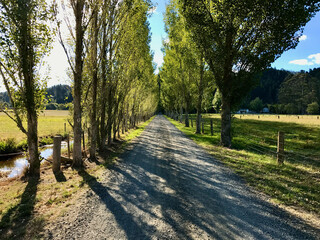 Looking down road with trees on both sides meeting in a center point. Gravel or dirt road.