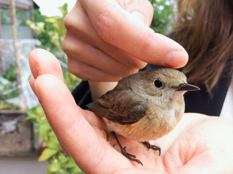 A bird in the hand